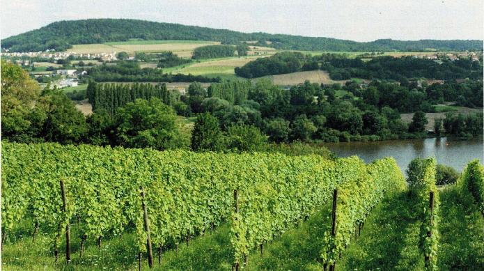 Photo des rangées de vignes